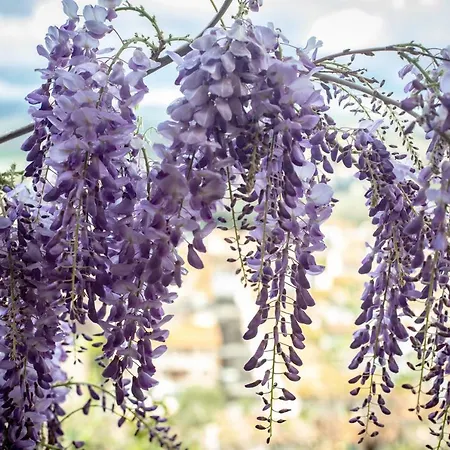 Otel Il Castello Certaldo